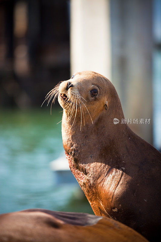 加州海狮(Zalophus californianus)在39号码头